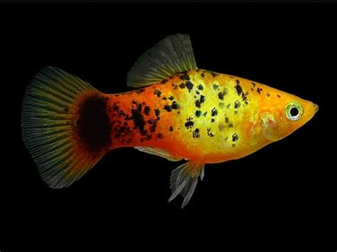 Platy Koï