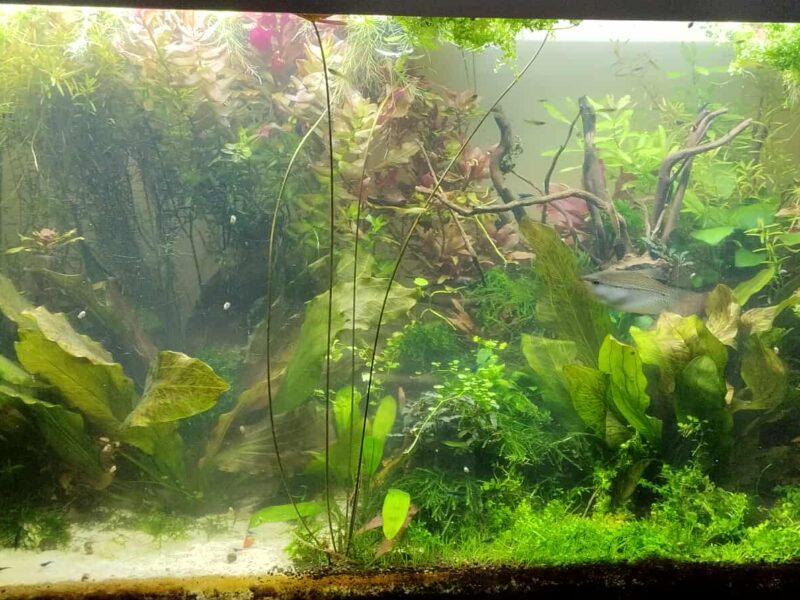 Gourami perlée