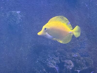 Zebrasoma flavescens 15 cm