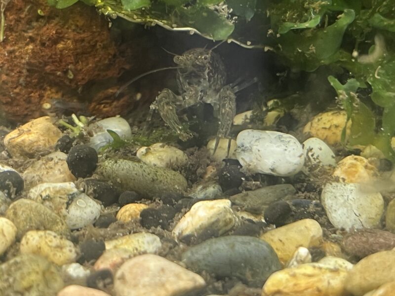 Écrevisses naine diminutus