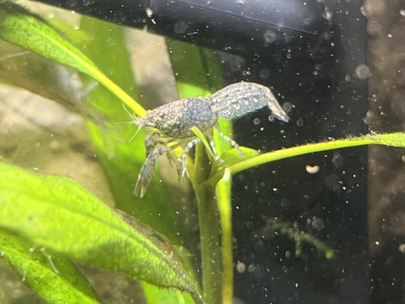 Écrevisses naine diminutus