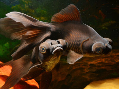 Poisson rouge Black Moon