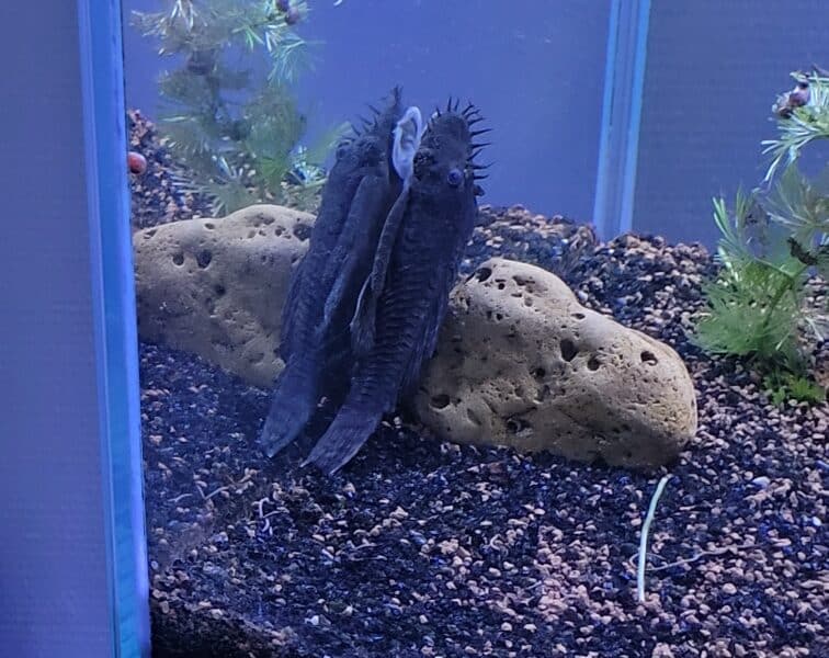Ancistrus