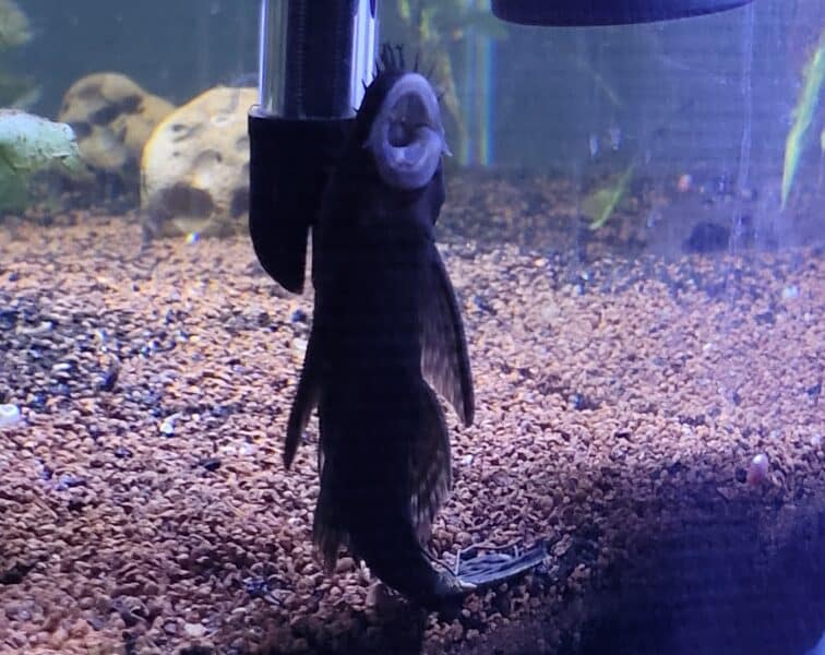 Ancistrus
