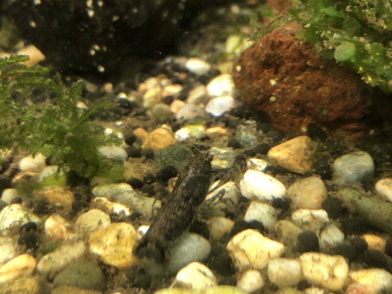 Écrevisses naine diminutus