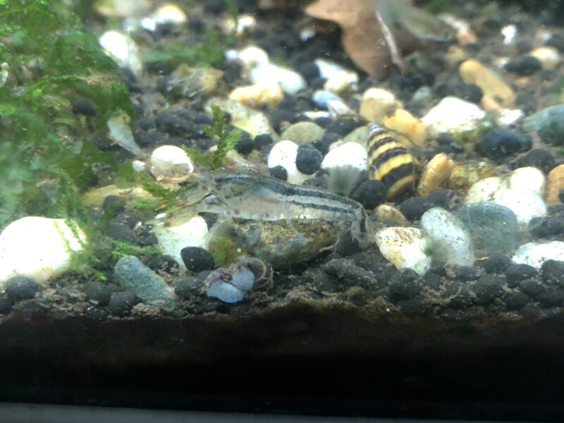 Écrevisses naine diminutus