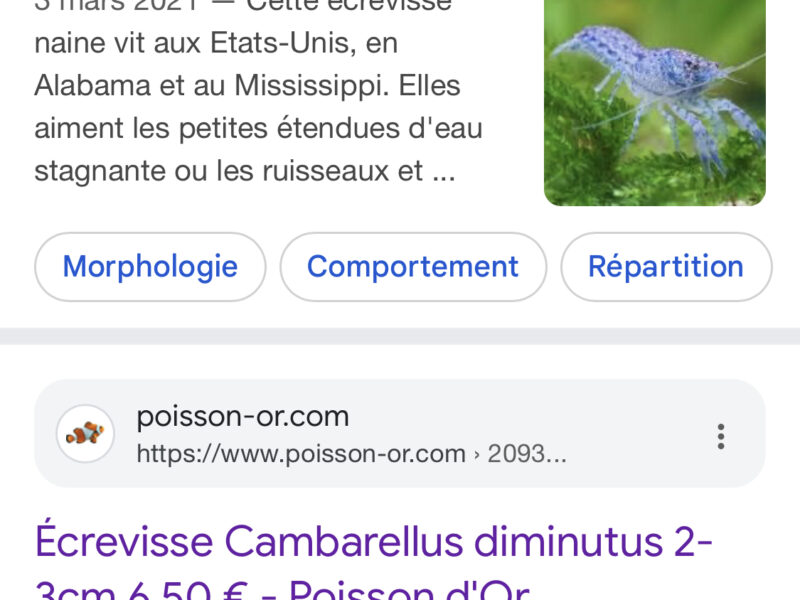 Écrevisses naine diminutus