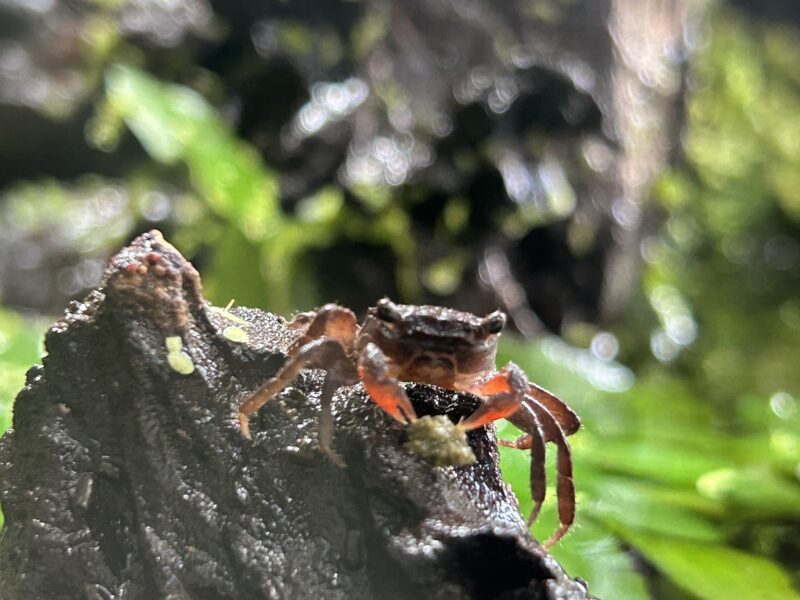 Bébés crabes vampires Geosesarma