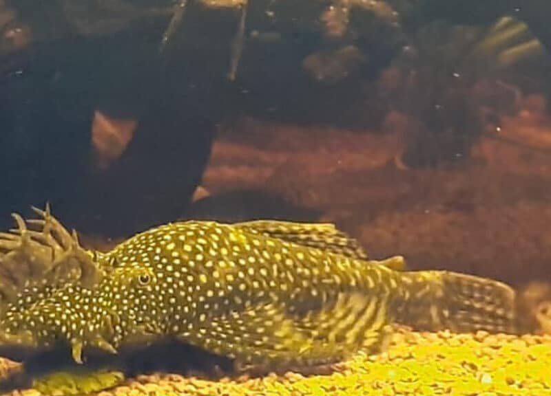 2 Ancistrus mâles Noir et Albinos