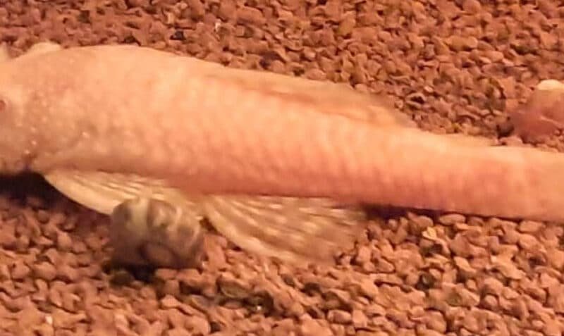 2 Ancistrus mâles Noir et Albinos