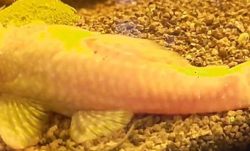 2 Ancistrus mâles Noir et Albinos