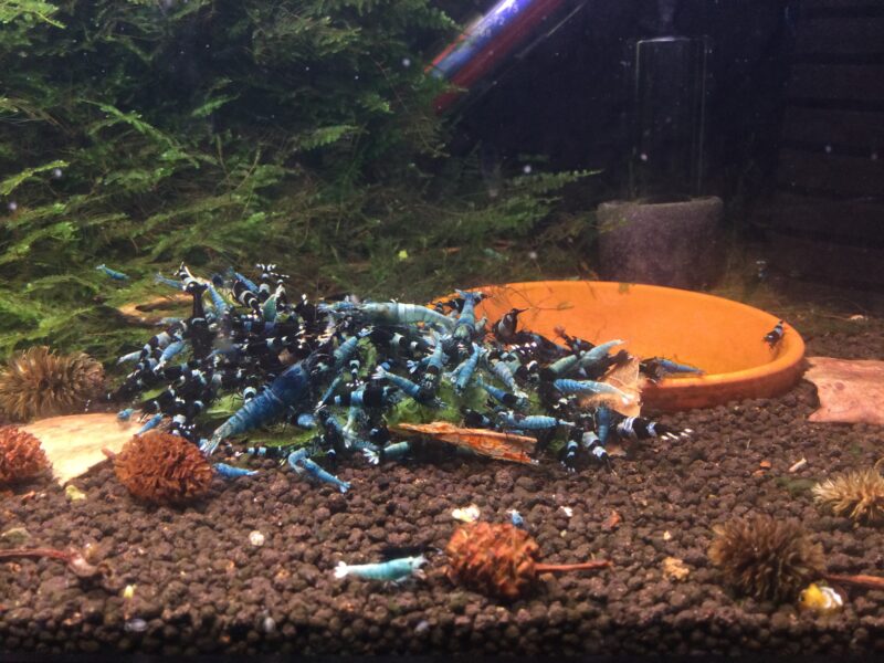 Crevettes TWB caridina