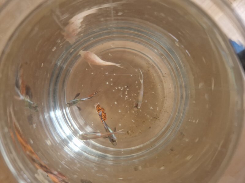 Don de poisson