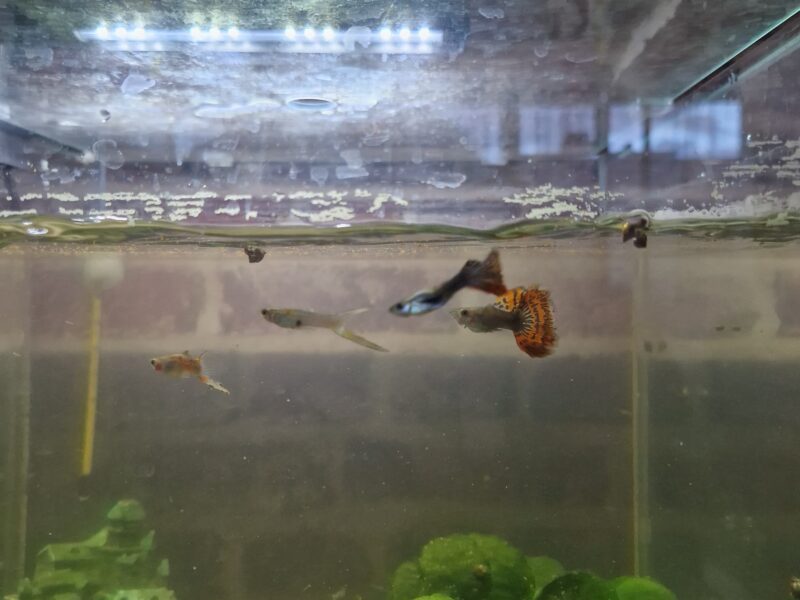 Don de poisson