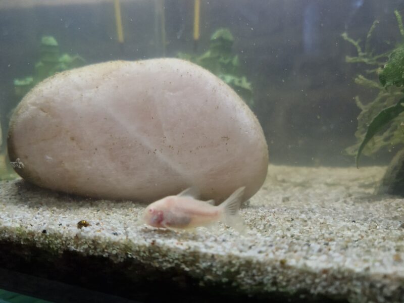 Don de poisson