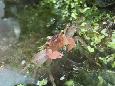 Bébés crabes vampires Geosesarma
