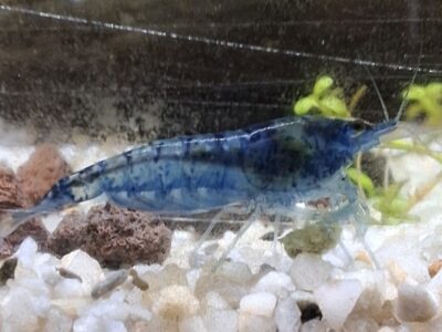 Crevette blue velvet