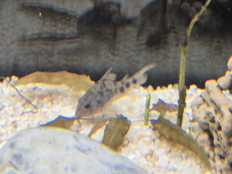 Corydoras
