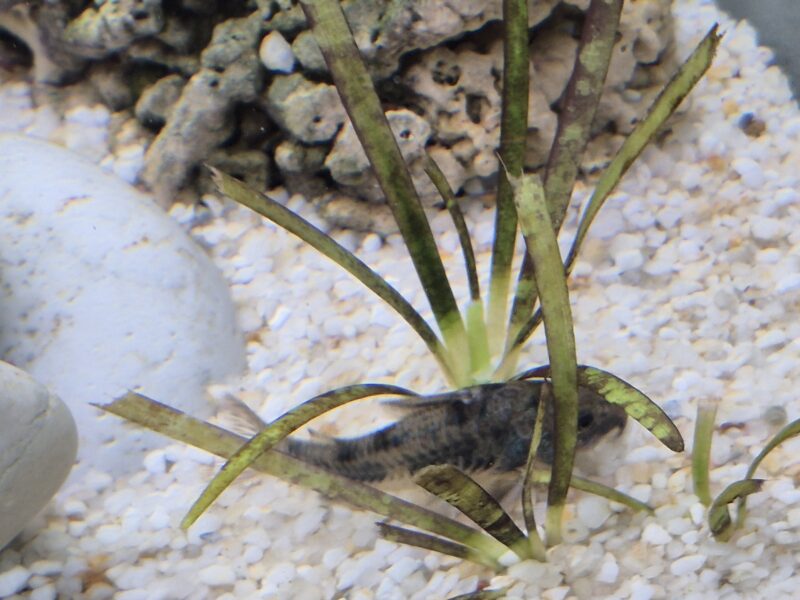 Corydoras