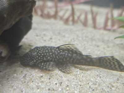 Ancistrus