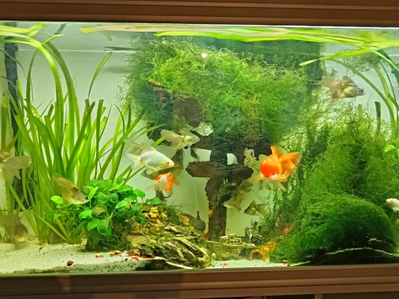 Poisson rouge