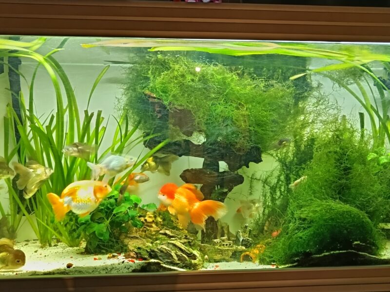 Poisson rouge