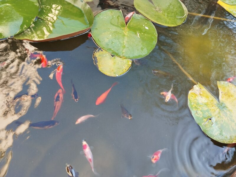 Don 20 poissons rouges communs jeunes couleurs variées (issus bassin extérieur) - Chatellerault