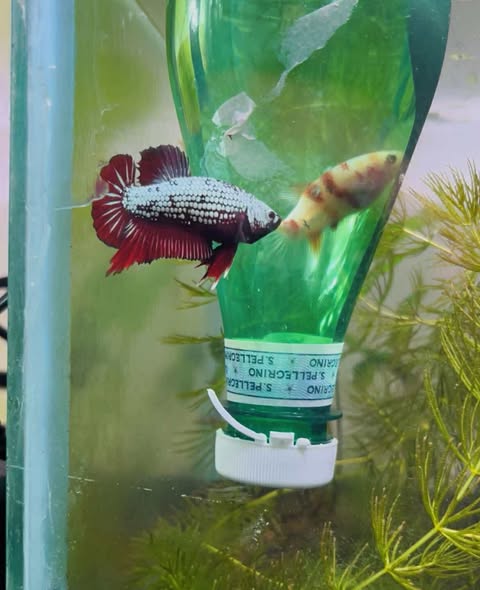 Betta dragon x red samourai