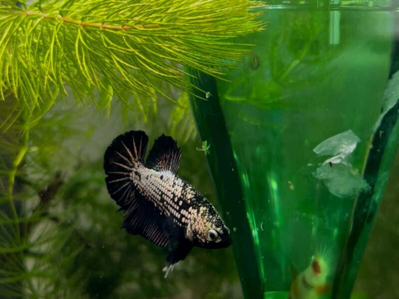 Betta dragon x red samourai