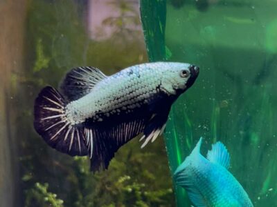 Betta dragon x red samourai