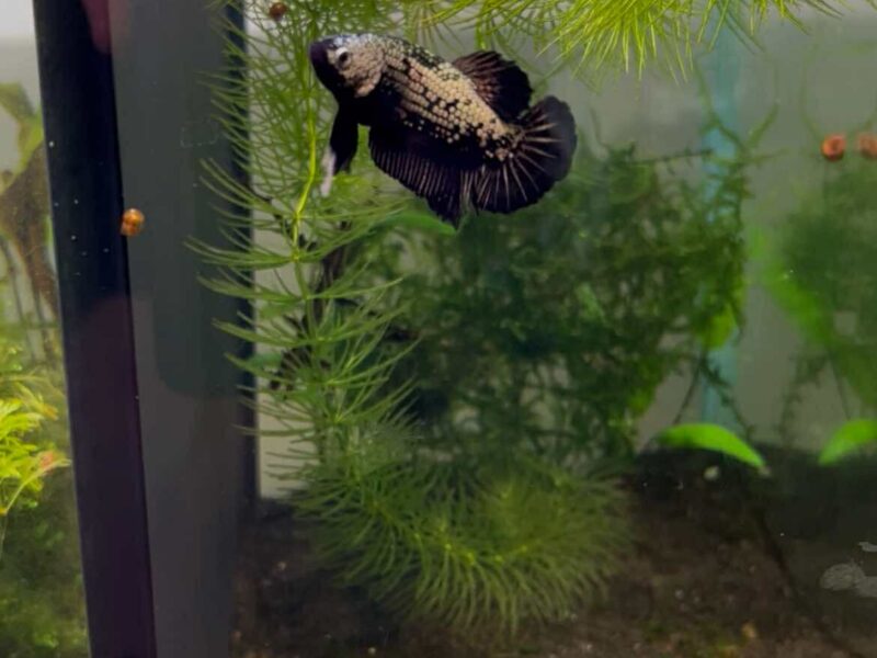 Betta dragon x red samourai