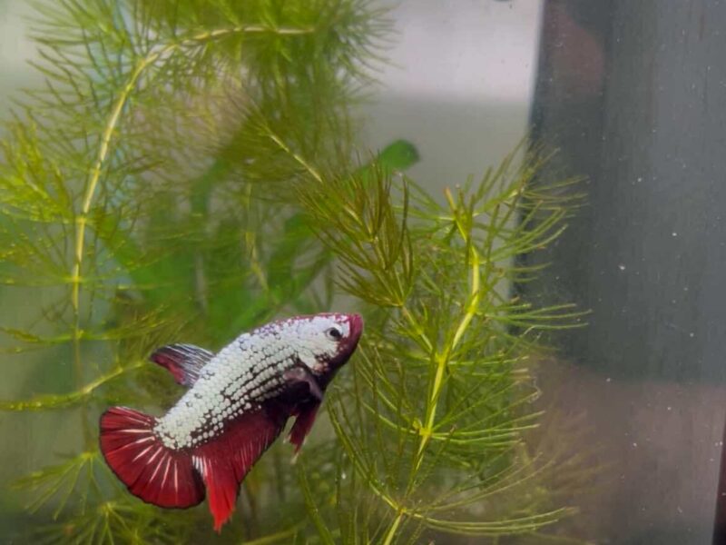 Betta dragon x red samourai