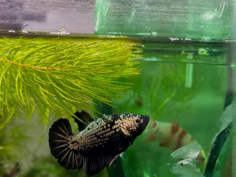 Betta dragon x red samourai