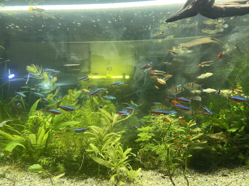 Aquarium 240l