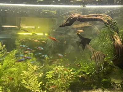 Aquarium 240l