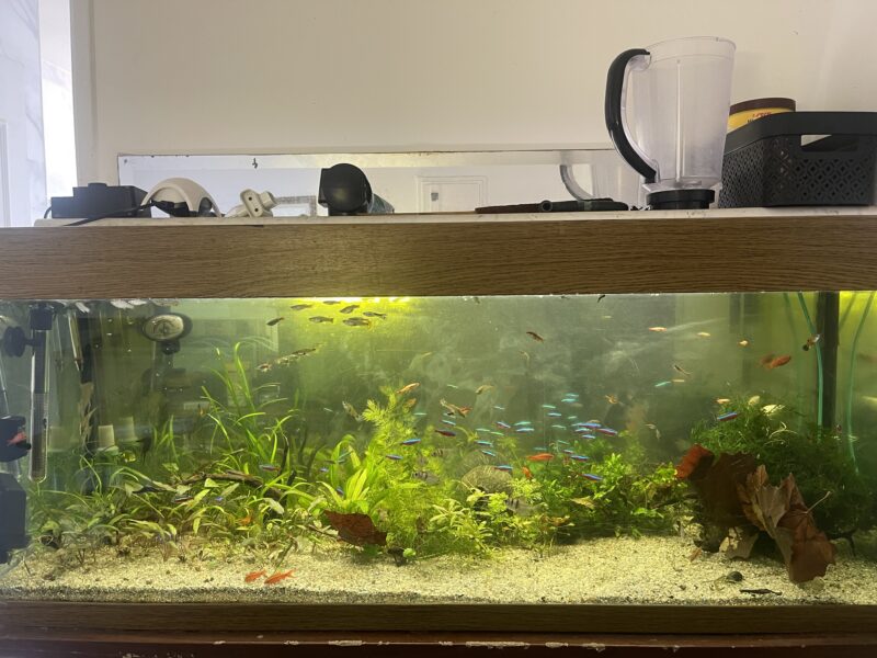 Aquarium 240l
