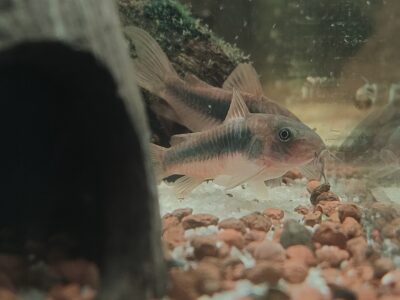 Corydoras aeneus