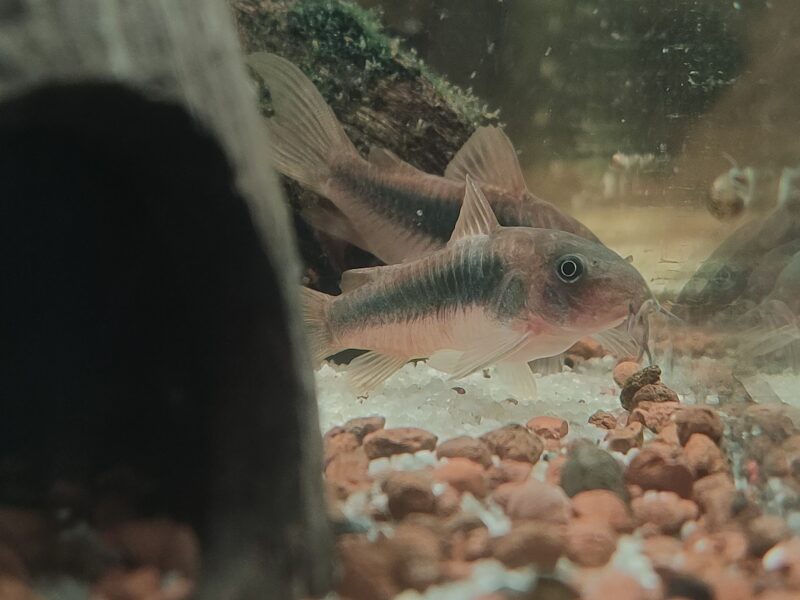 Corydoras aeneus