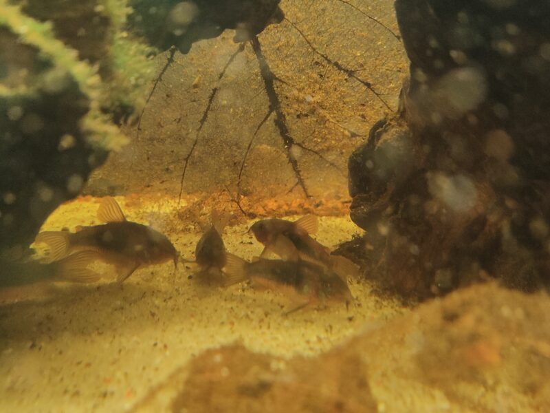 Corydoras aeneus