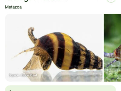 Escargot assassin