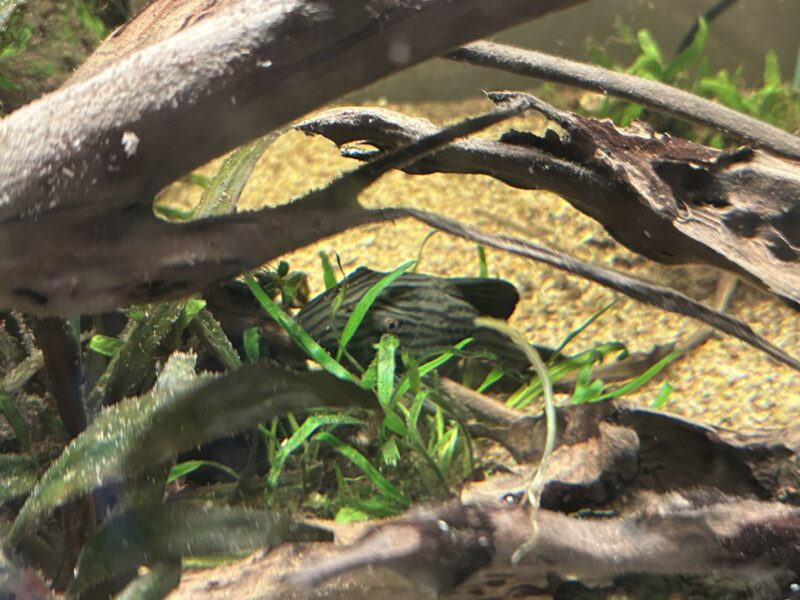 Poisson chat et mickrogeophagus