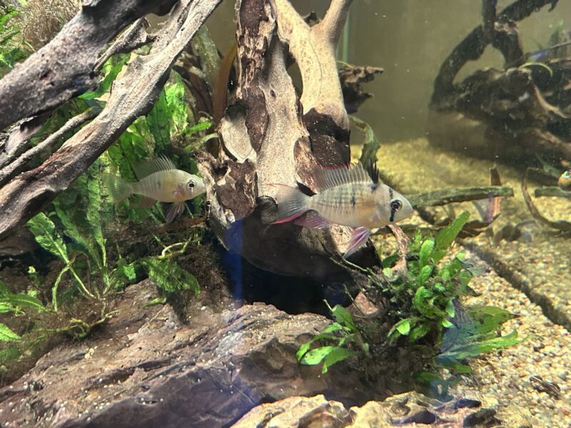 Poisson chat et mickrogeophagus