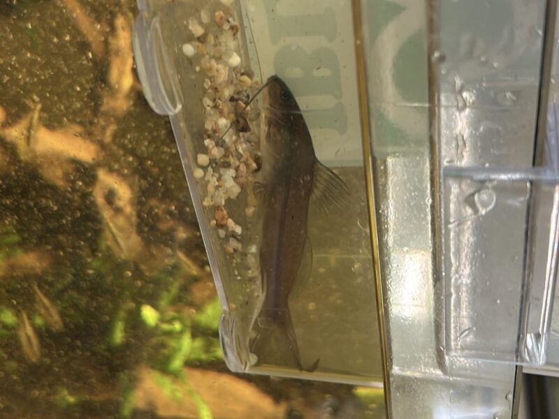 Poisson chat et mickrogeophagus