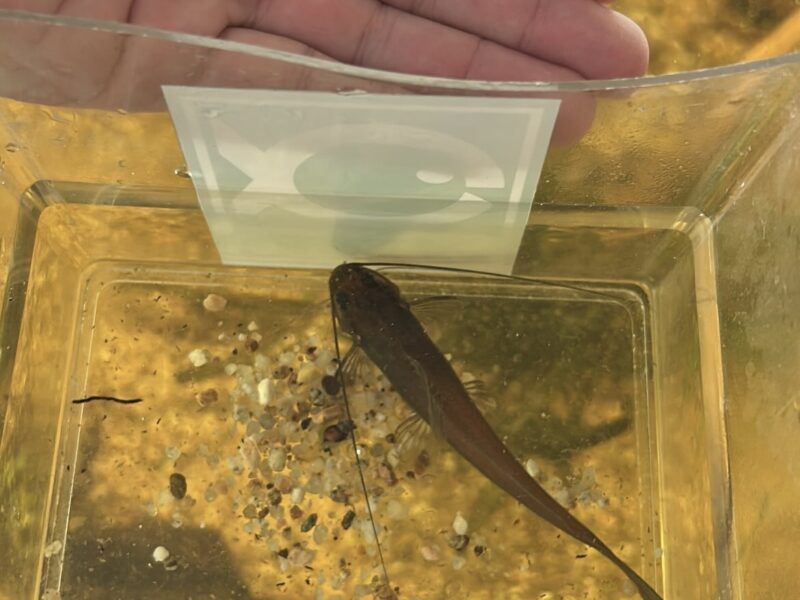 Poisson chat et mickrogeophagus