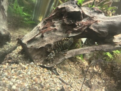 Poisson chat et mickrogeophagus