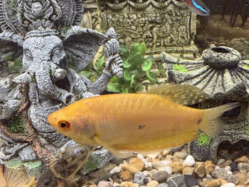 Vente 2 gouramis