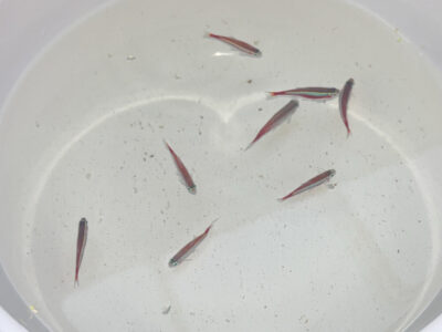 Don de poissons