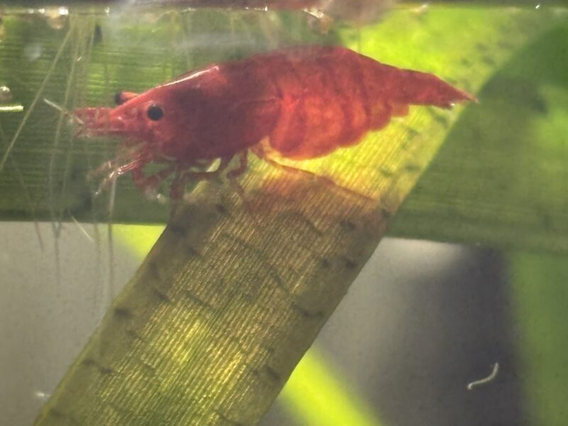 Crevette red cherry