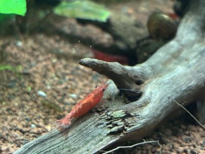 Crevette red cherry