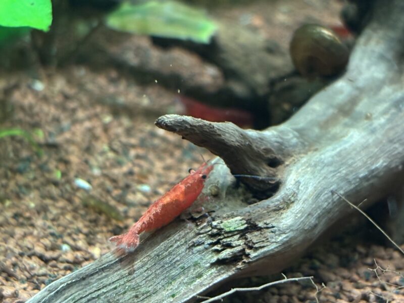 Crevette red cherry